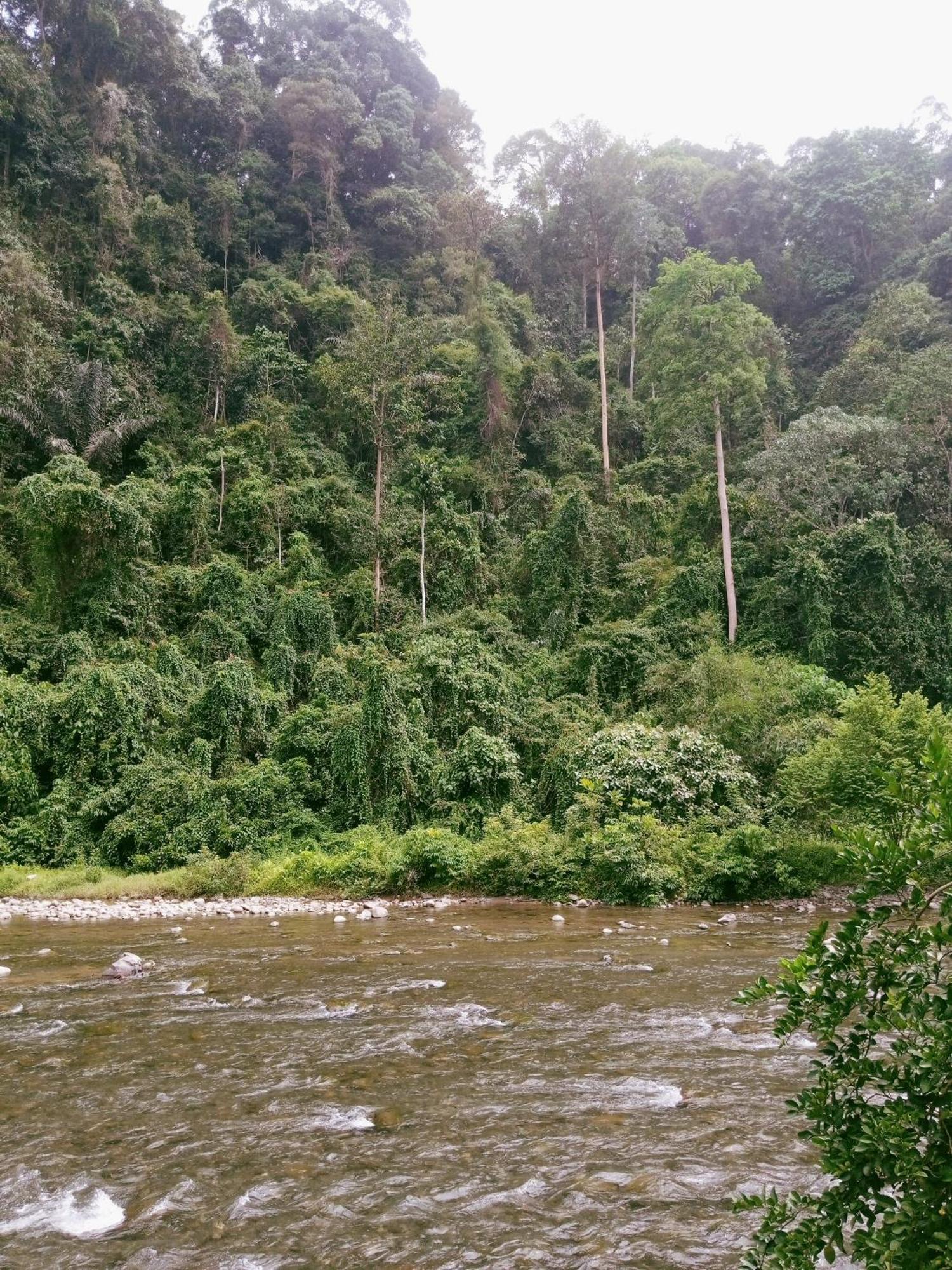 Ridho'S Homestay & Jungle Trekking Bukit Lawang Eksteriør billede
