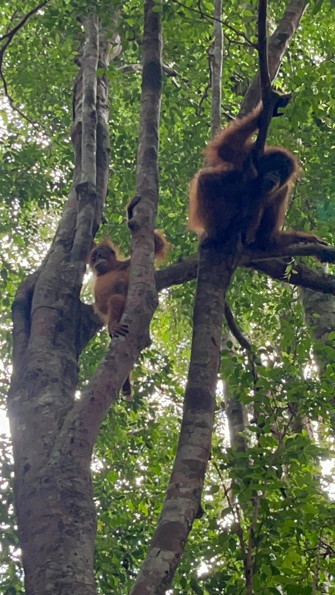 Ridho'S Homestay & Jungle Trekking Bukit Lawang Eksteriør billede