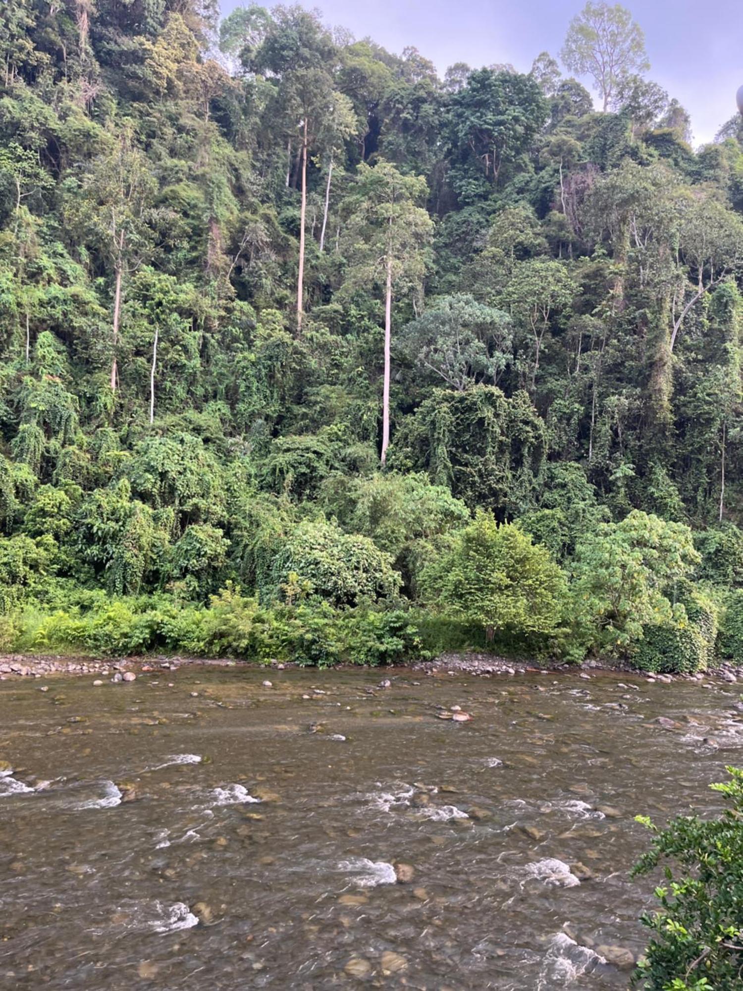 Ridho'S Homestay & Jungle Trekking Bukit Lawang Værelse billede